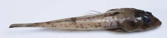 Callionymus fasciatus_05